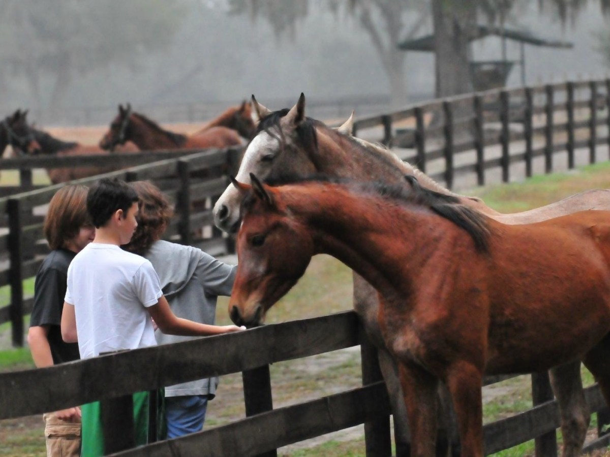 Kids feeding horses on farm
